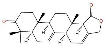 Mooloolabene G